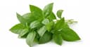 Basil