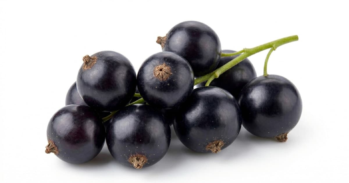 Black Currant