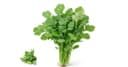 Cilantro
