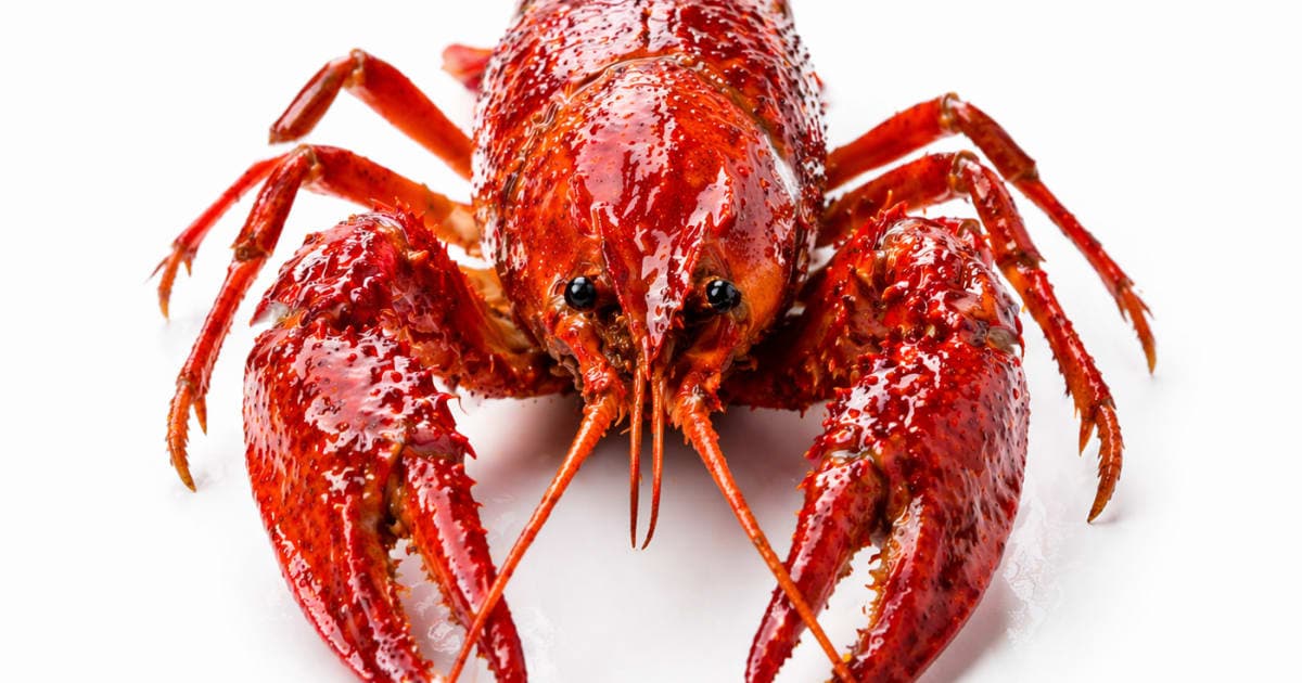 Crayfish