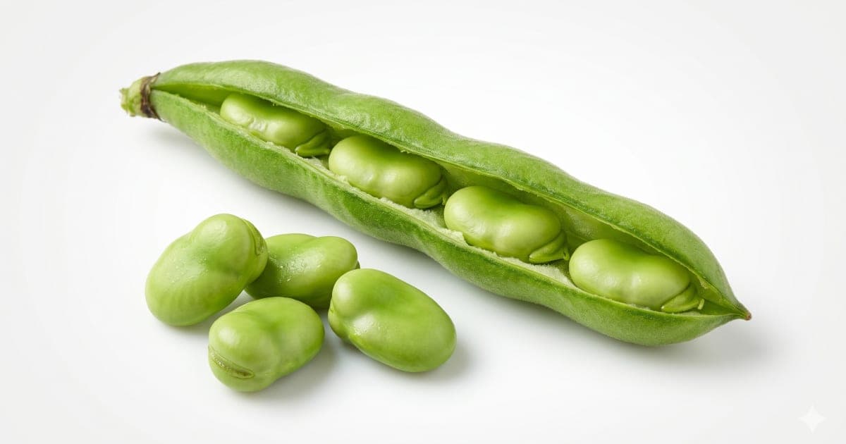 Fava Beans