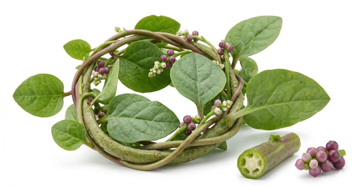 Malabar Spinach