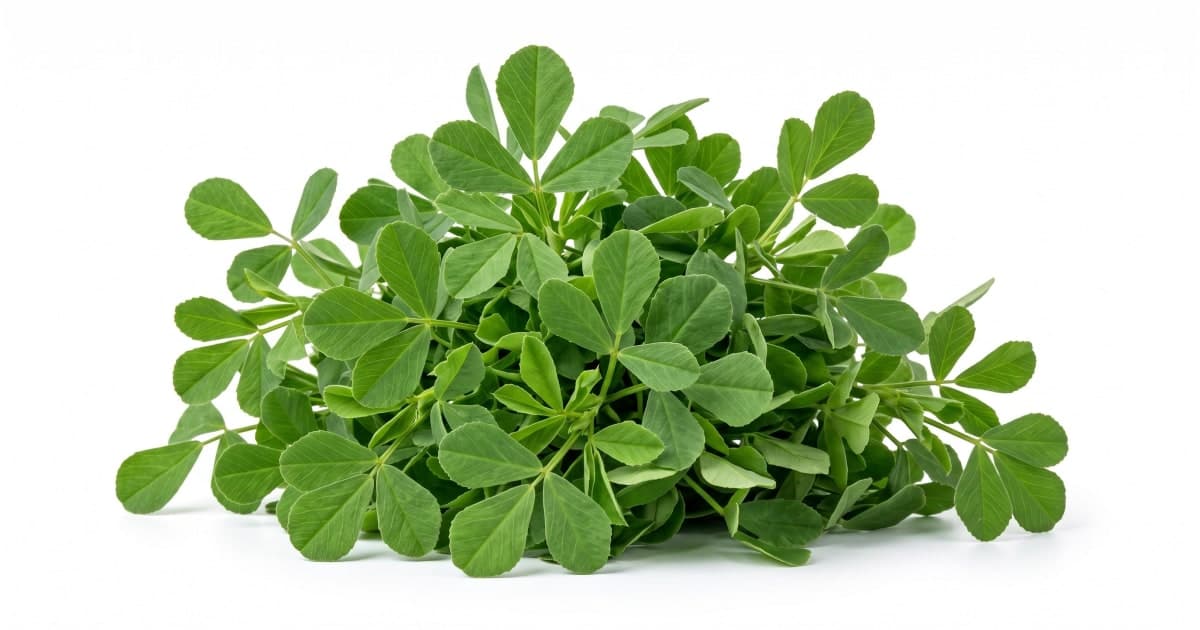 Methi Leaves