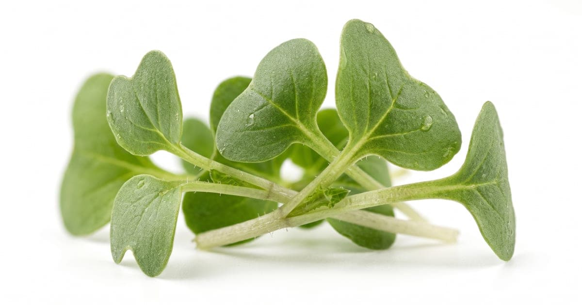 Microgreens