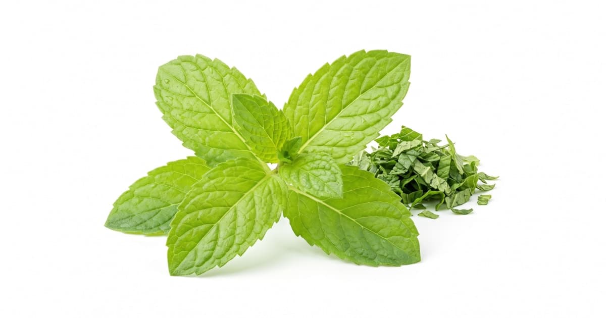 Mint