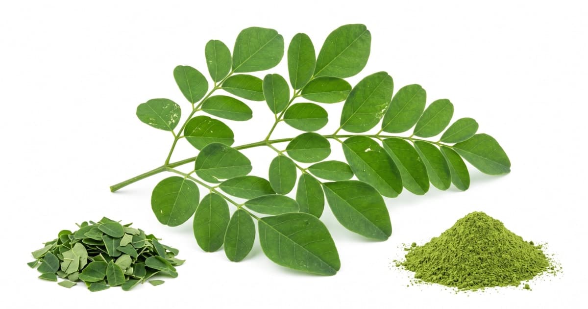 Moringa Leaves