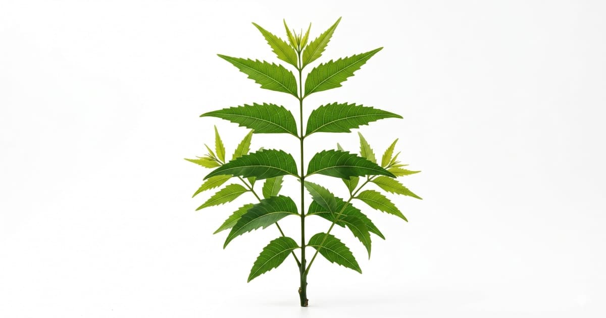 Neem Leaves