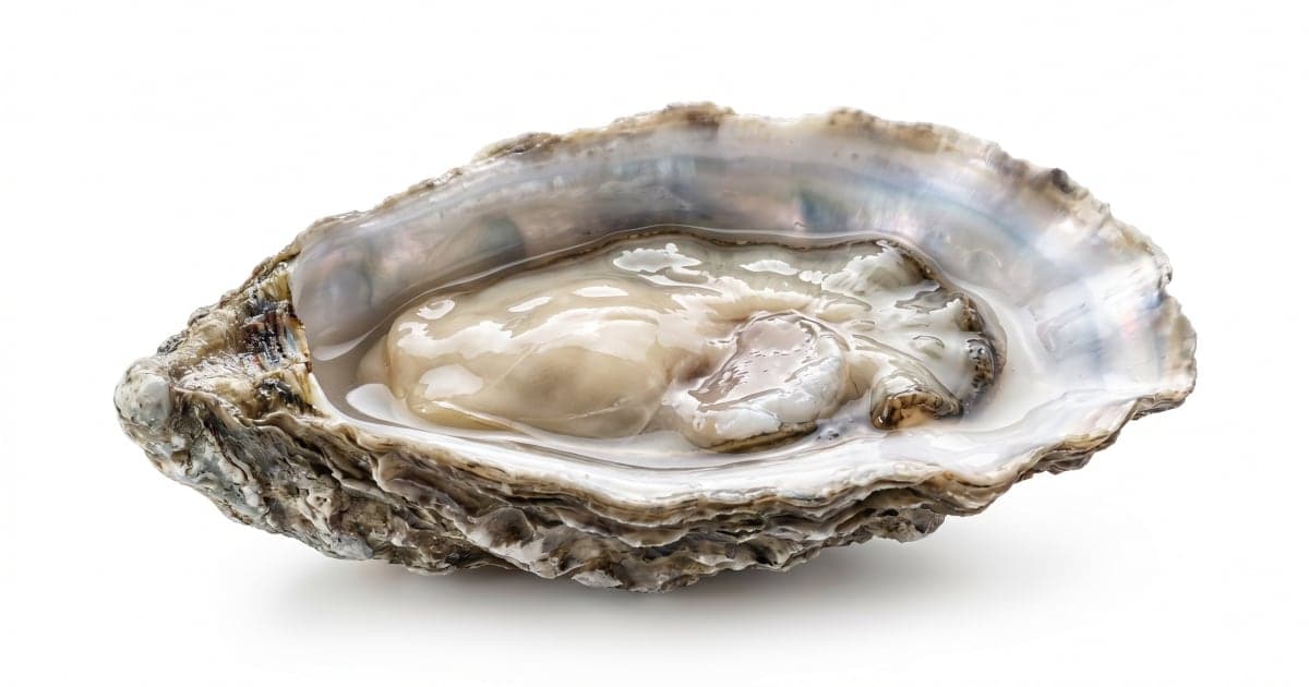 Oyster