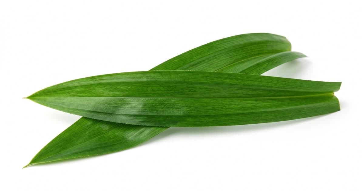 Pandan Leaf