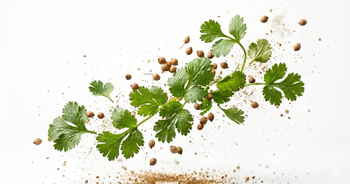 Coriander Leaves