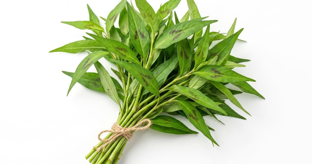 Vietnamese Coriander